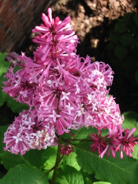 Lilak Prestona [ottawski] (Syringa prestoniae) Miss Canada